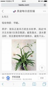 白掌怎么養家庭養法 白掌的家庭養護技巧